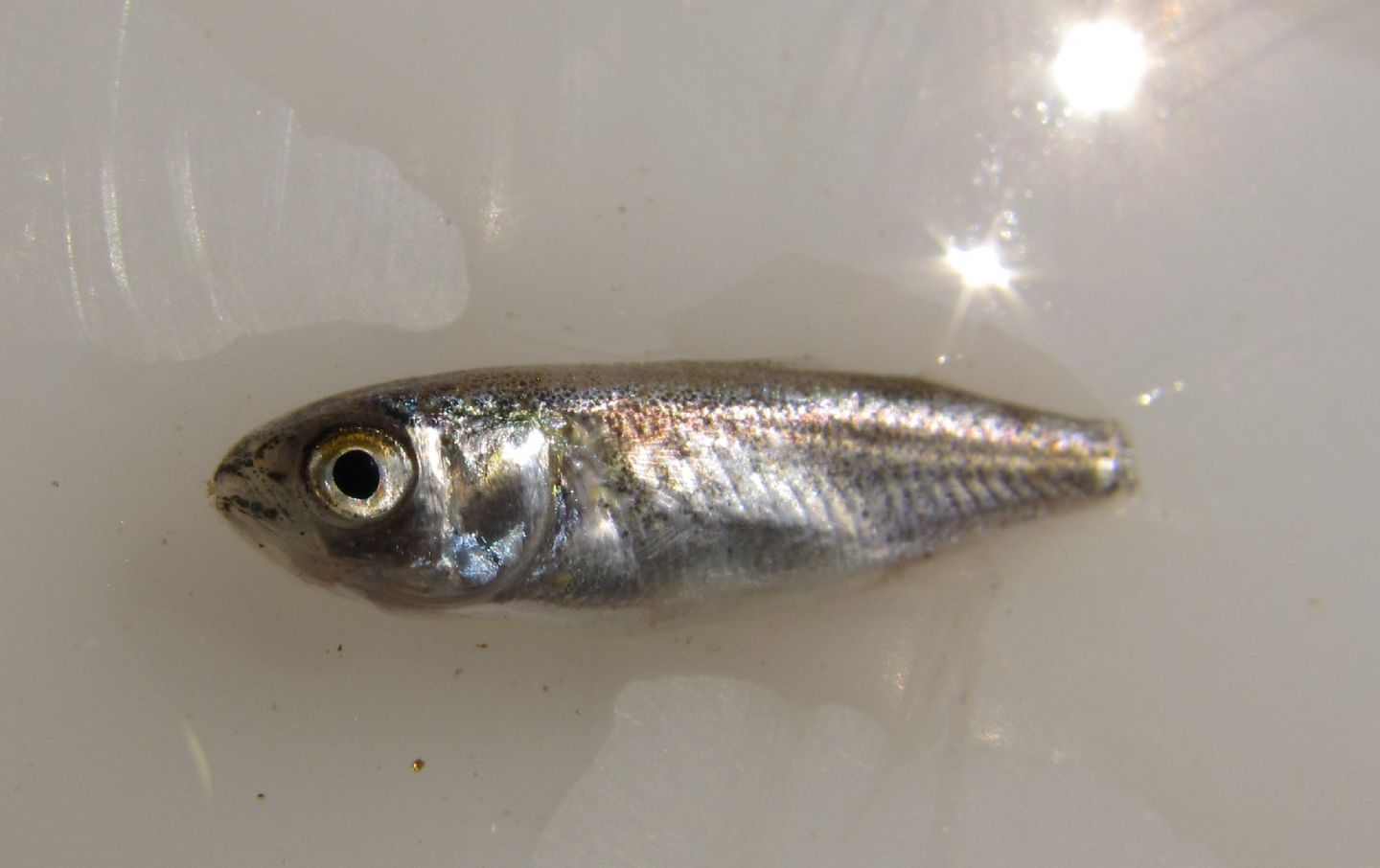 Giovanili di Mugilidae (titolo originale: Quiz)